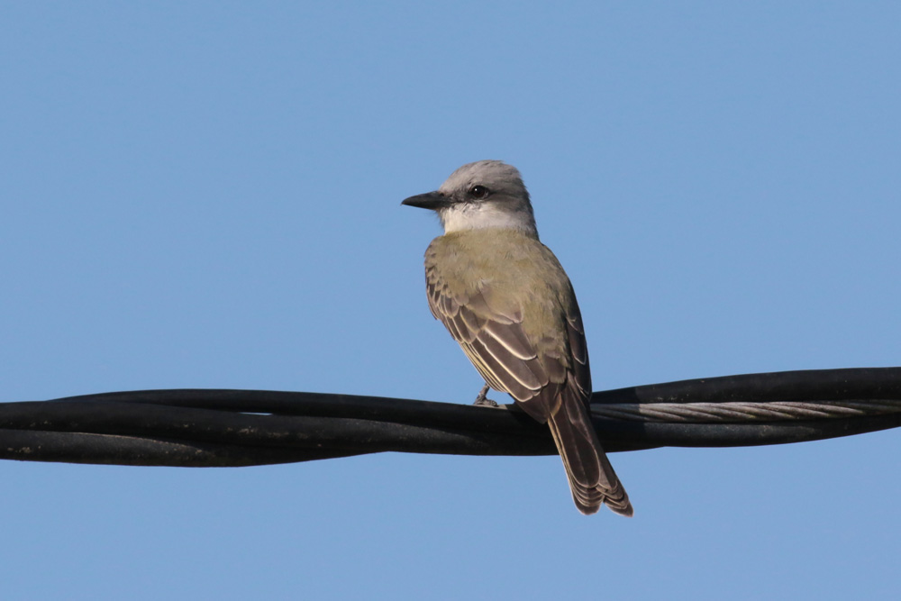 Tropical Kingbird